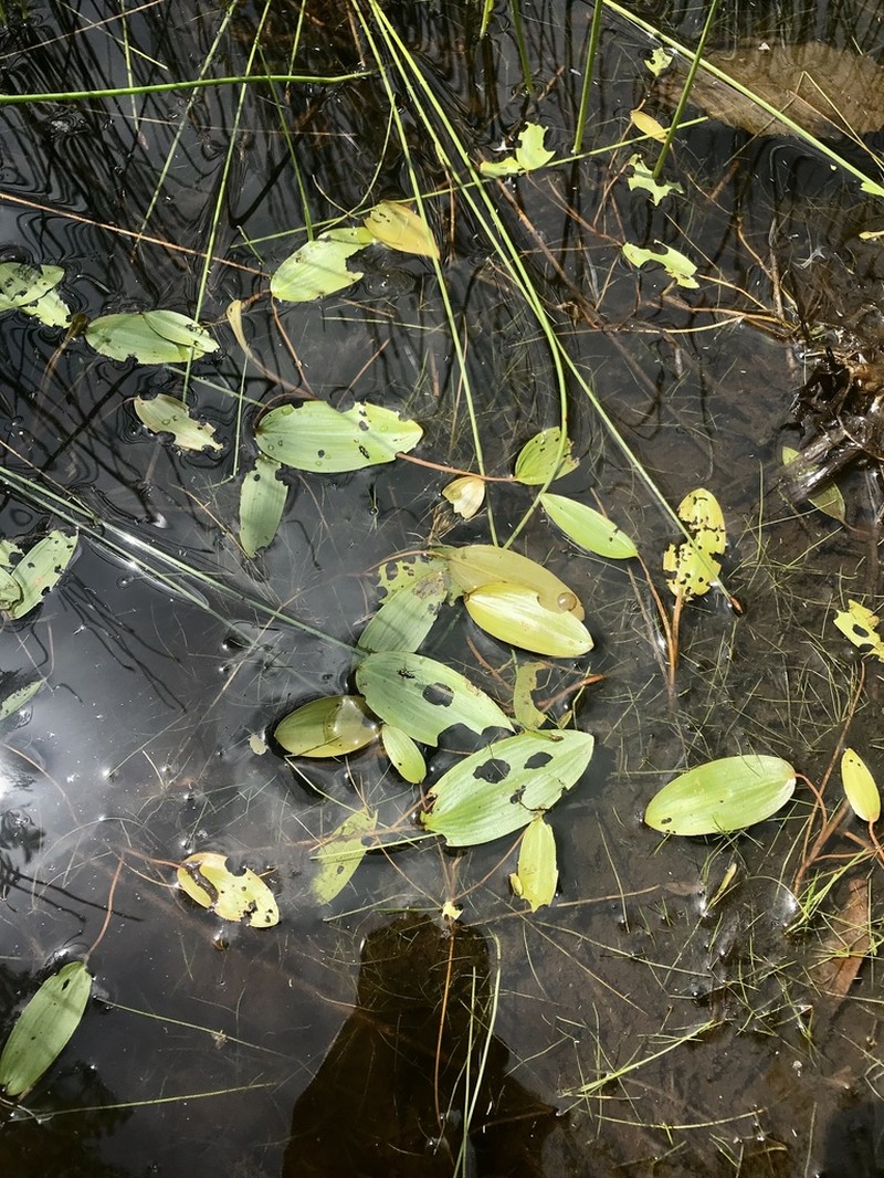 Oakes' Pondweed photo 3