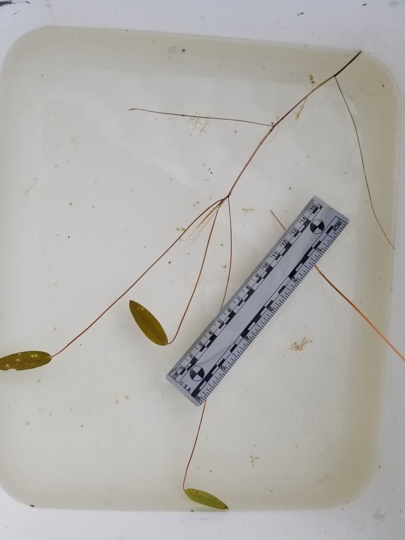Oakes' Pondweed photo 4