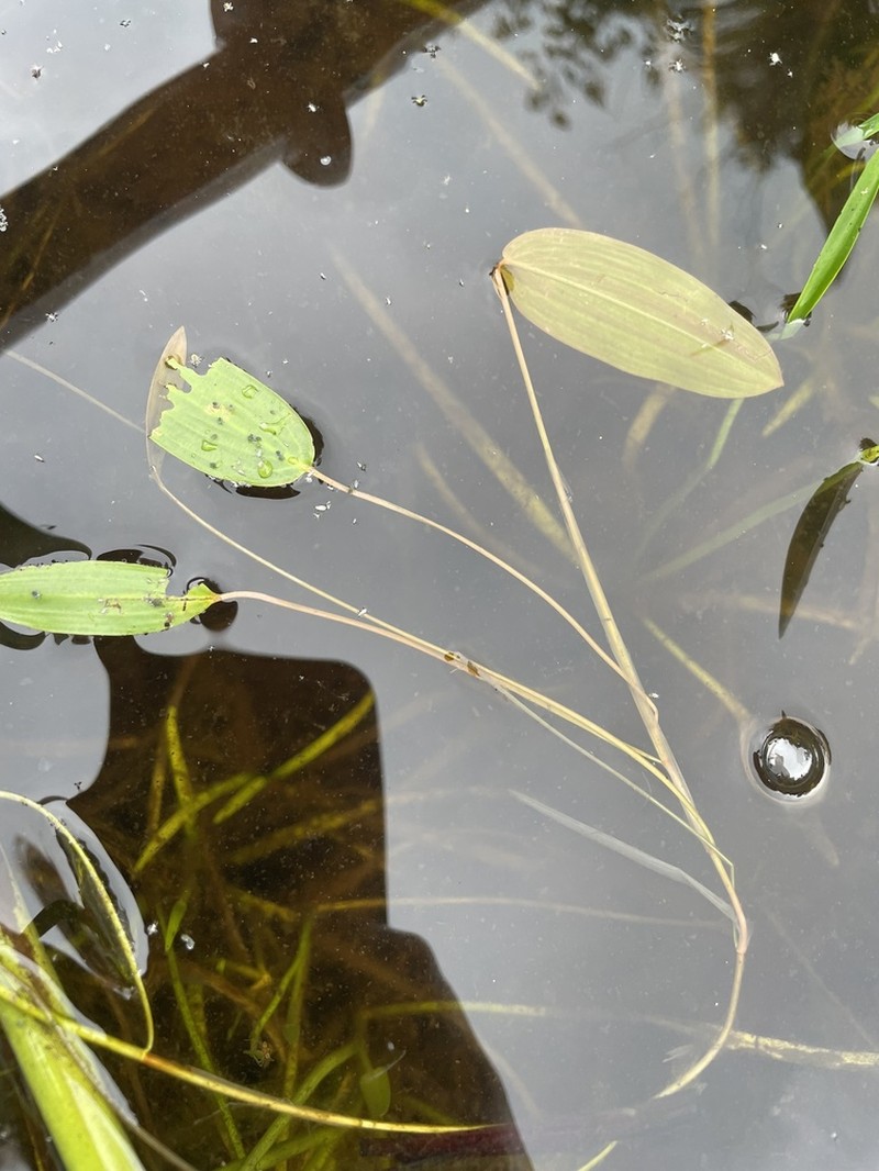 Oakes' Pondweed photo 5