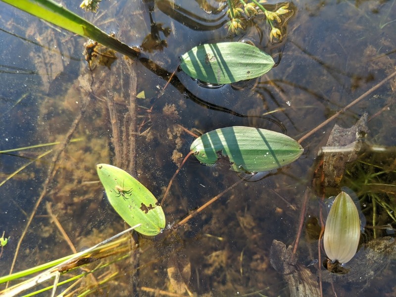 Oakes' Pondweed photo 6