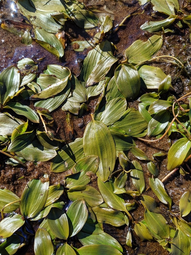 Oakes' Pondweed photo 7