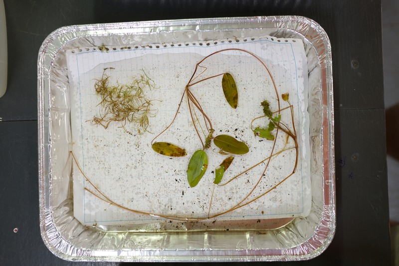 Oakes' Pondweed photo 8