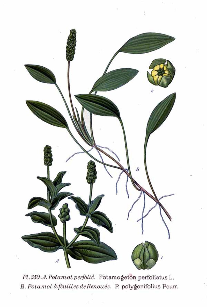 Cinnamonspot Pondweed photo 2