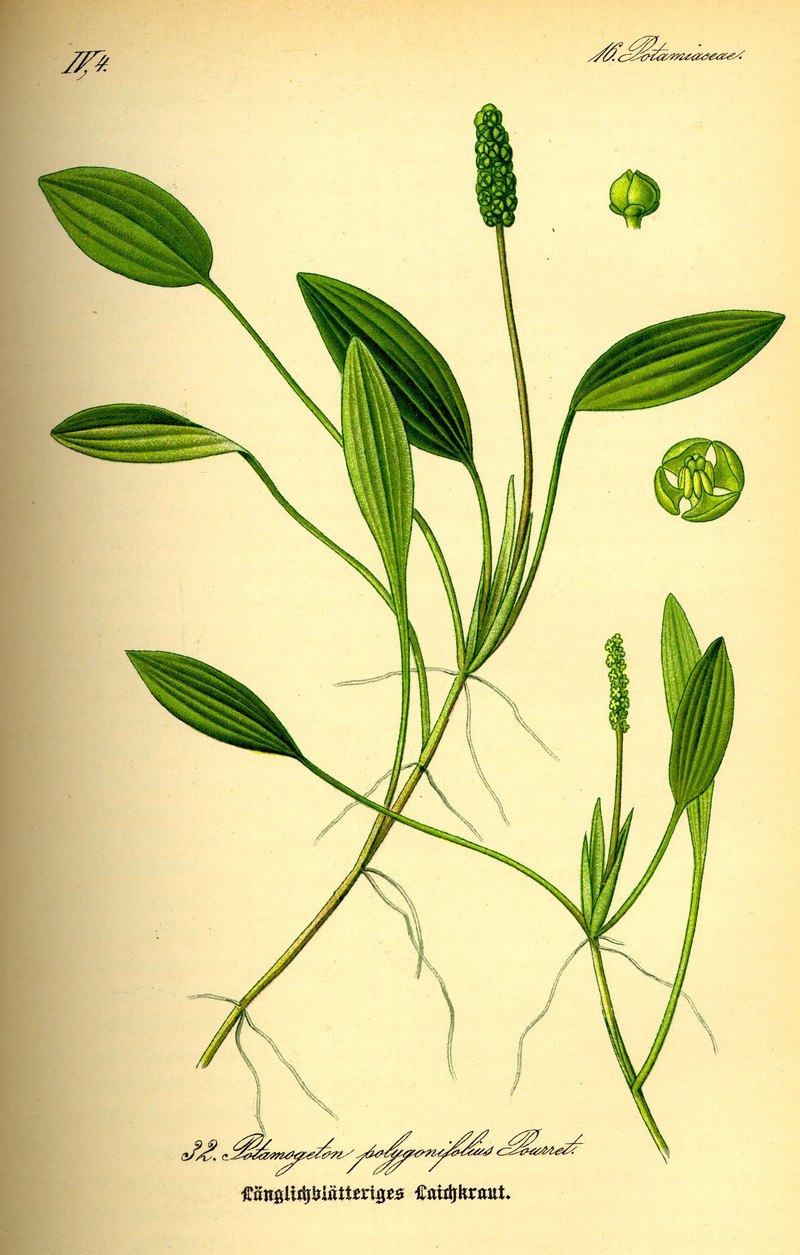 Cinnamonspot Pondweed
