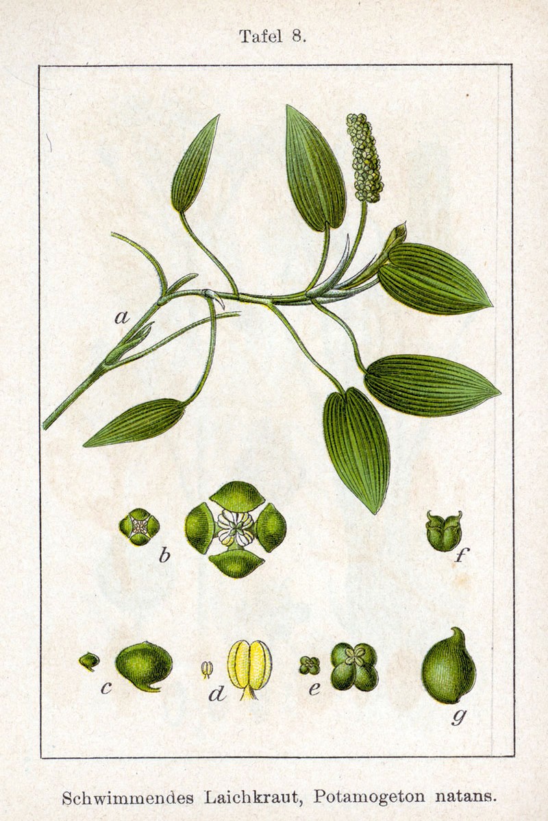 Cinnamonspot Pondweed photo 3