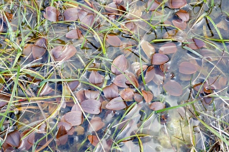 Cinnamonspot Pondweed photo 4