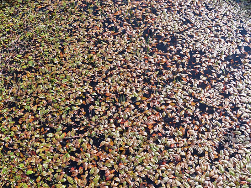 Cinnamonspot Pondweed photo 5