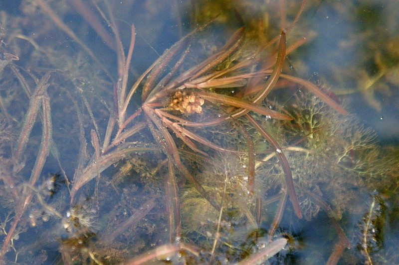 Bluntleaf Pondweed