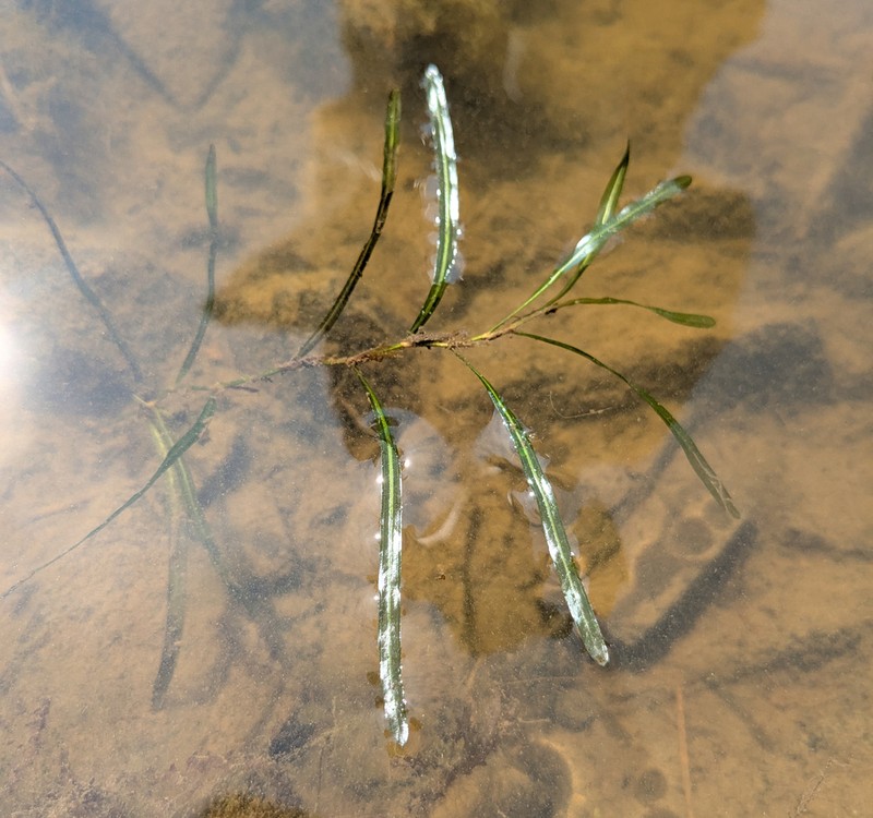 Bluntleaf Pondweed photo 2