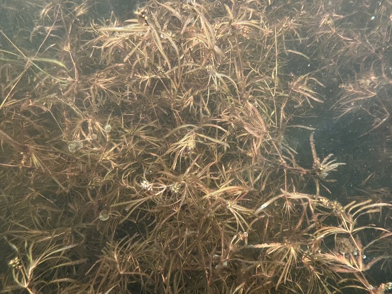 Bluntleaf Pondweed photo 3