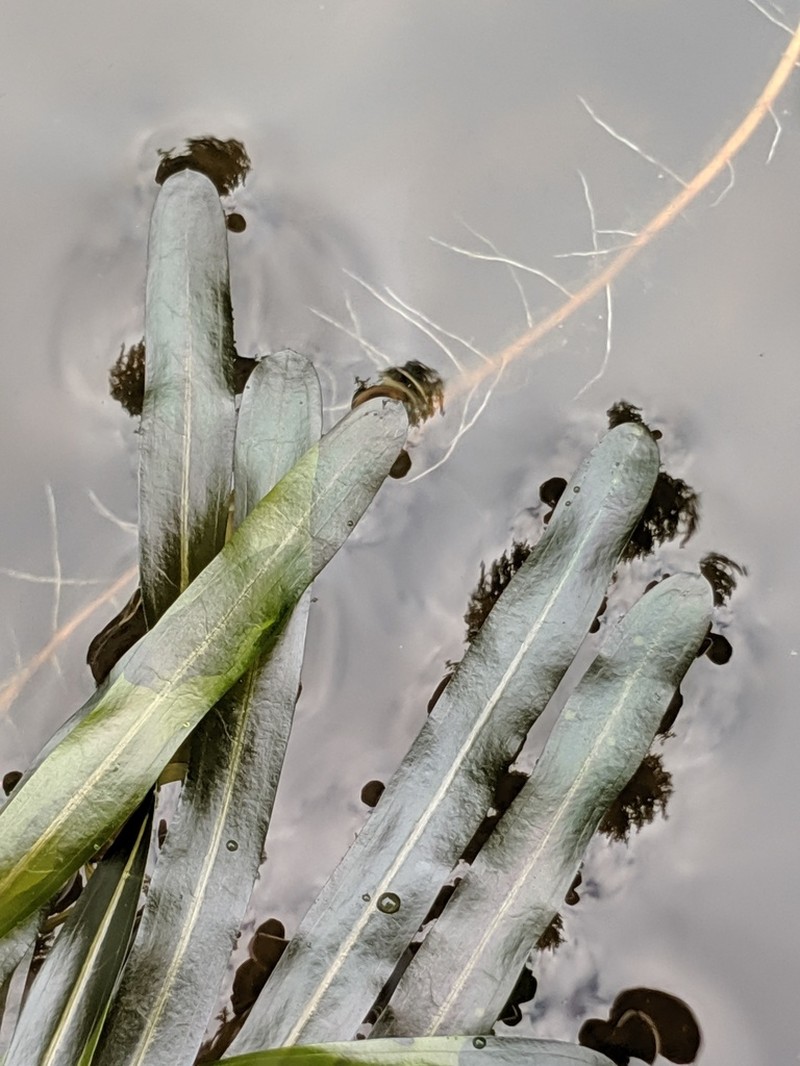 Bluntleaf Pondweed photo 4