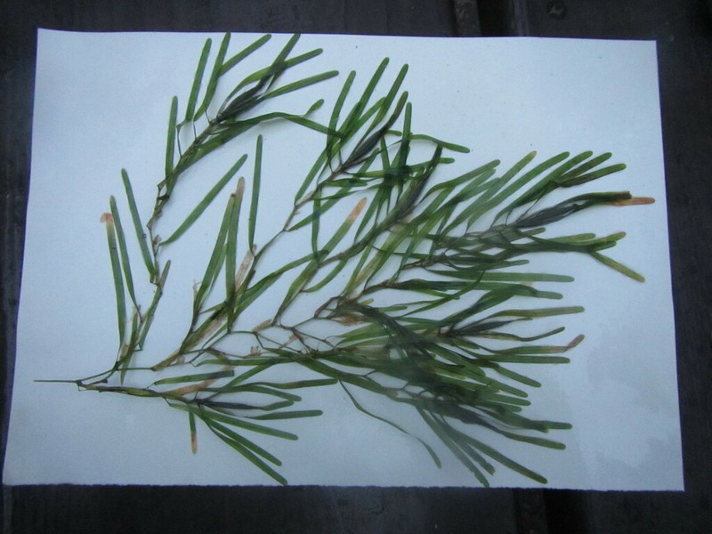 Bluntleaf Pondweed photo 5