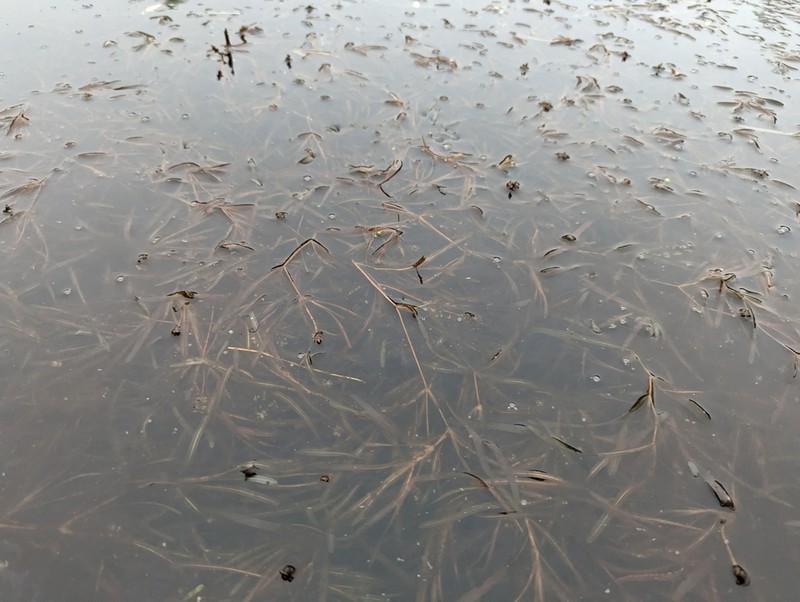Bluntleaf Pondweed photo 6