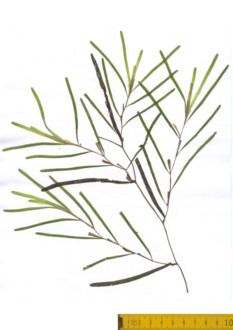 Bluntleaf Pondweed photo 7