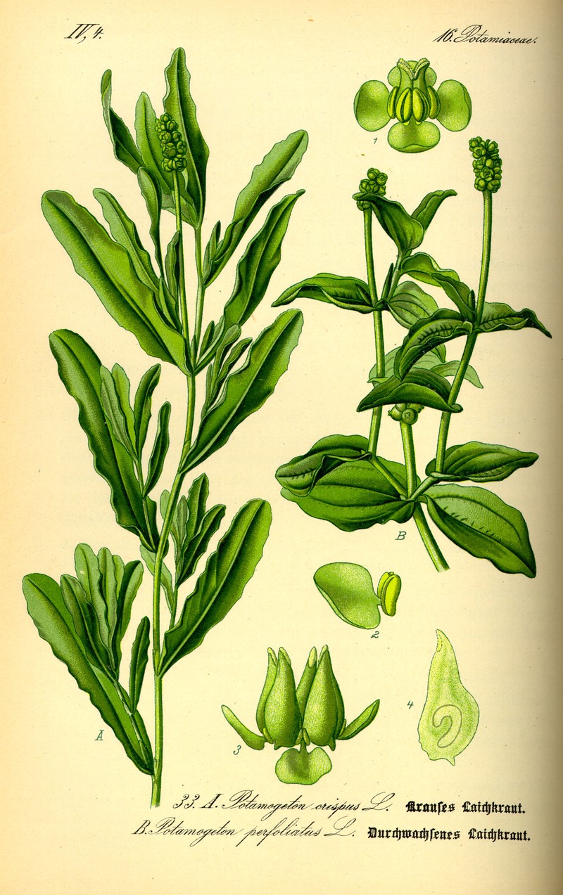 Claspingleaf Pondweed photo 4