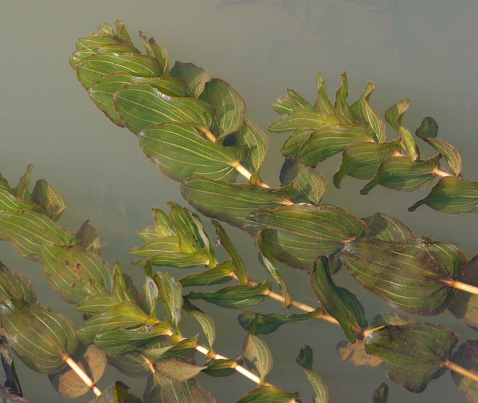 Claspingleaf Pondweed photo 5