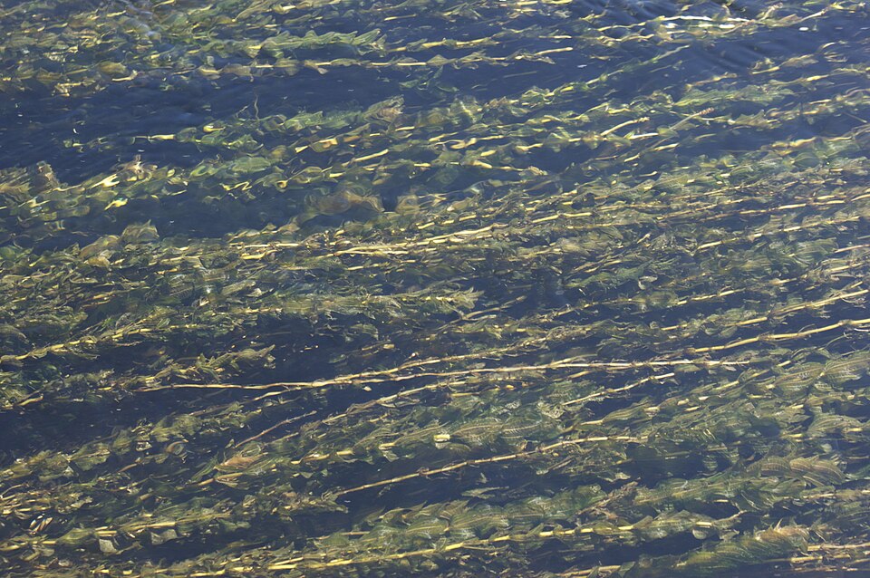 Claspingleaf Pondweed photo 6
