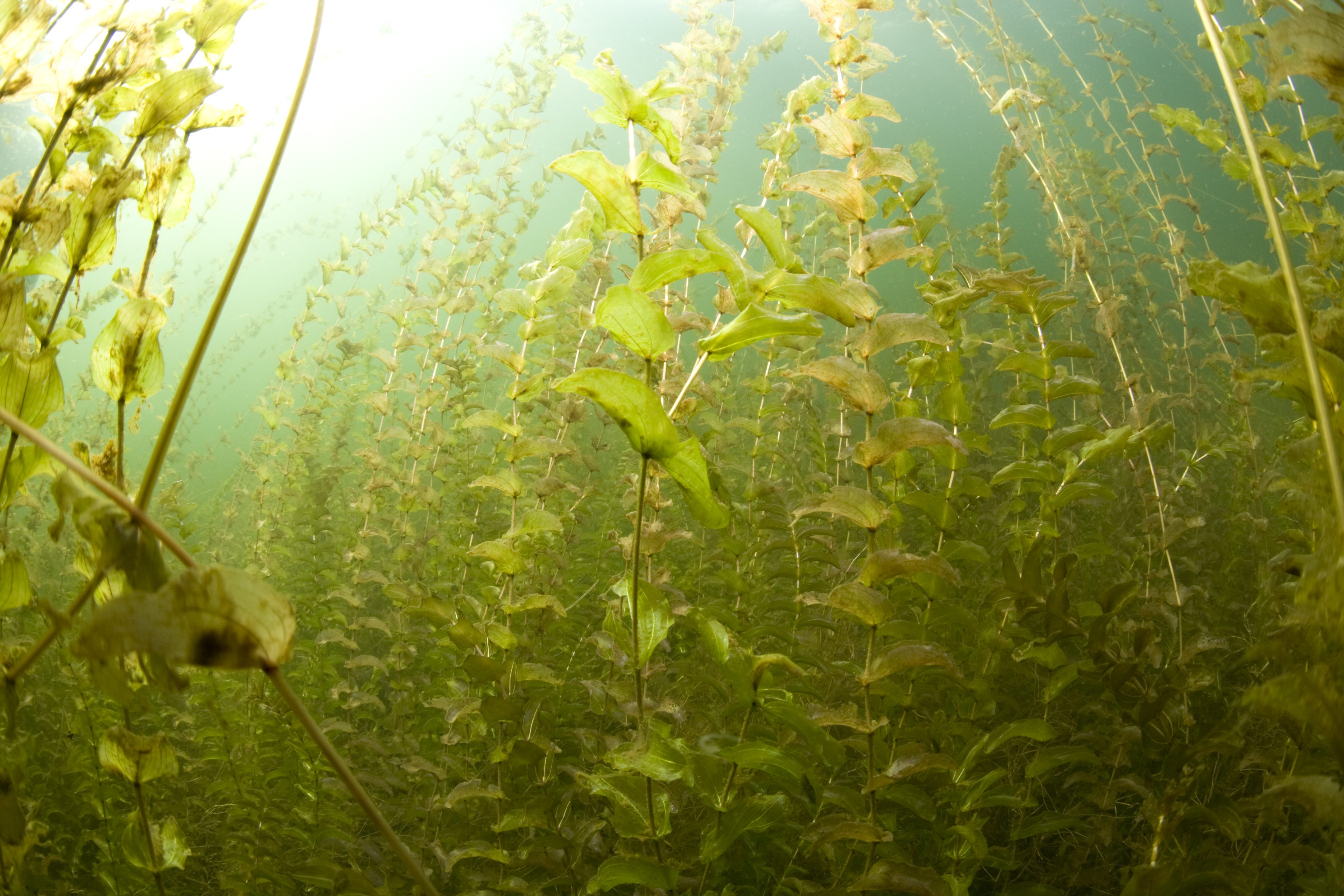 Claspingleaf Pondweed photo 7