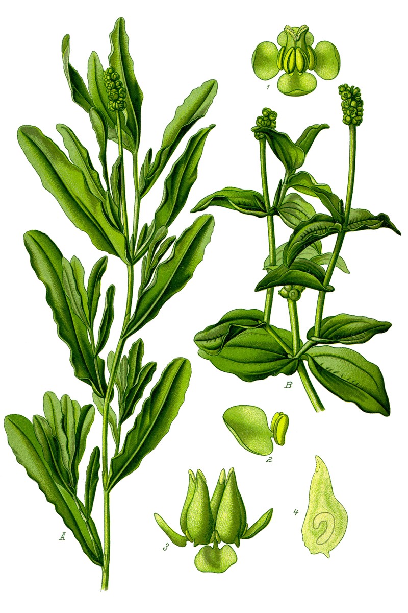 Claspingleaf Pondweed photo 2