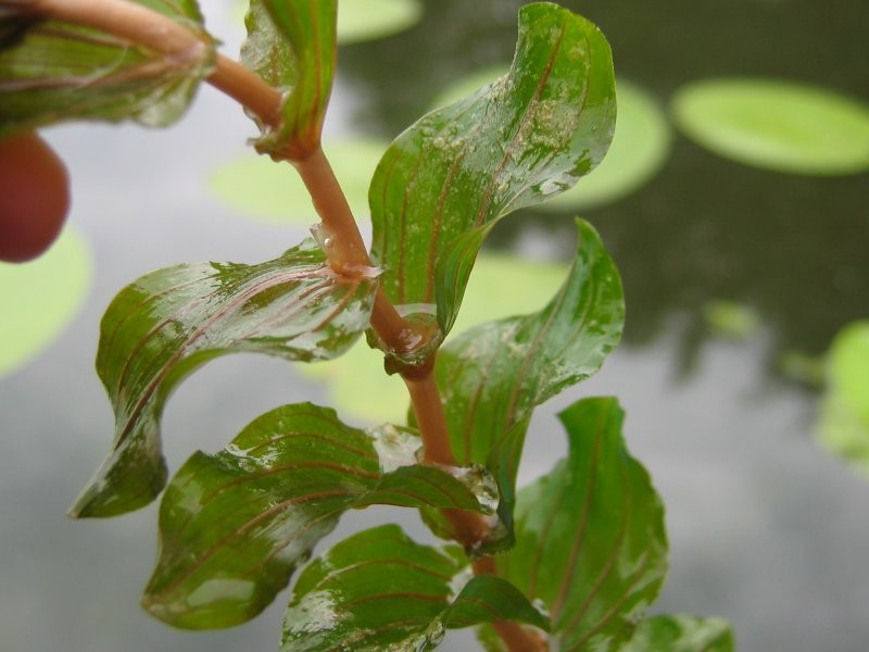 Claspingleaf Pondweed