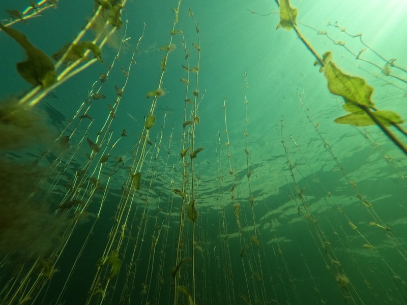 Claspingleaf Pondweed photo 6