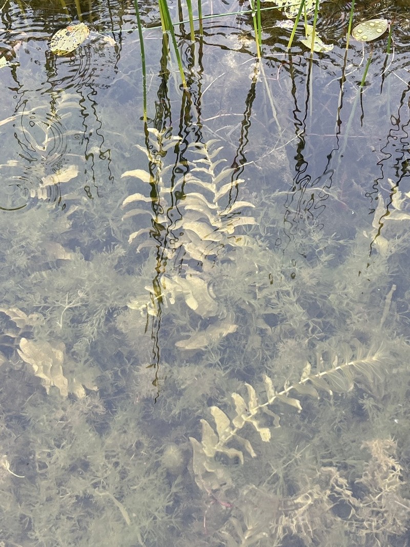 Claspingleaf Pondweed photo 7