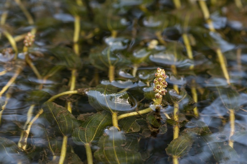 Claspingleaf Pondweed photo 8