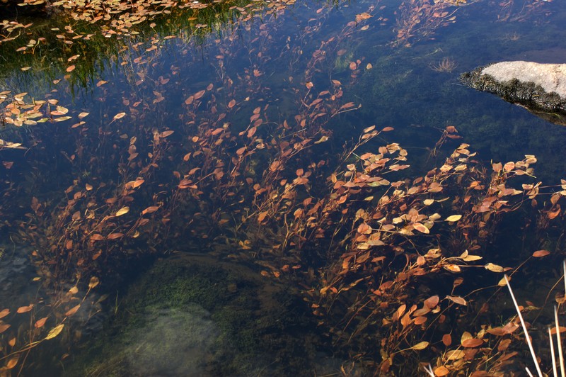 Cinnamonspot Pondweed photo 6