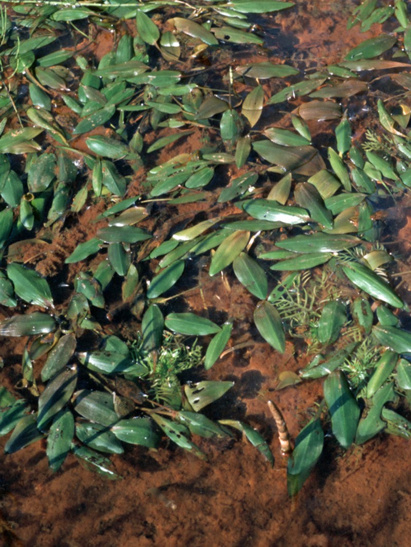 Cinnamonspot Pondweed photo 7