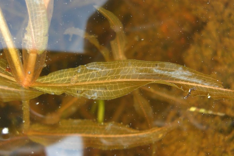 Whitestem Pondweed photo 2