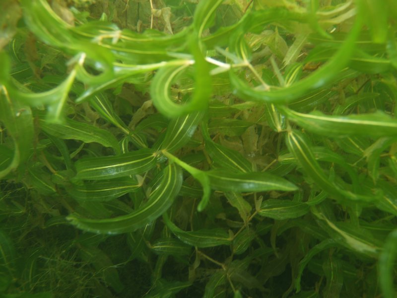 Whitestem Pondweed photo 5