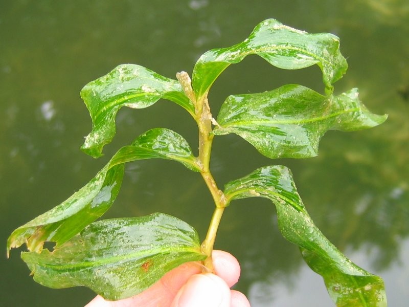 Whitestem Pondweed