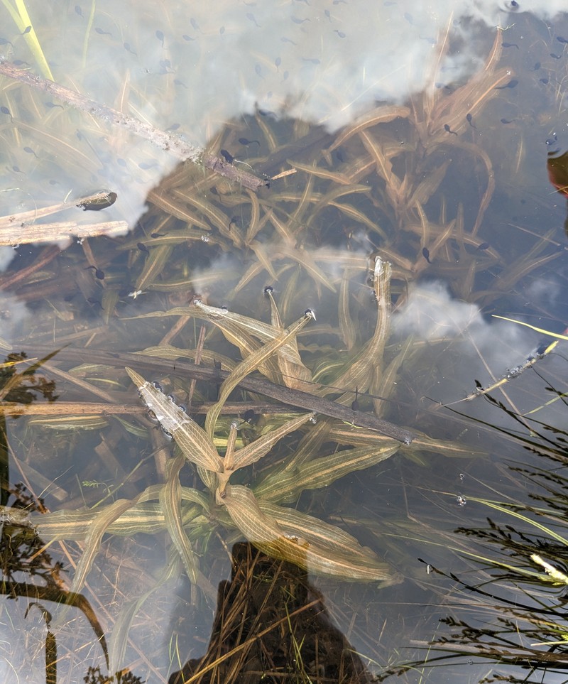 Whitestem Pondweed photo 3