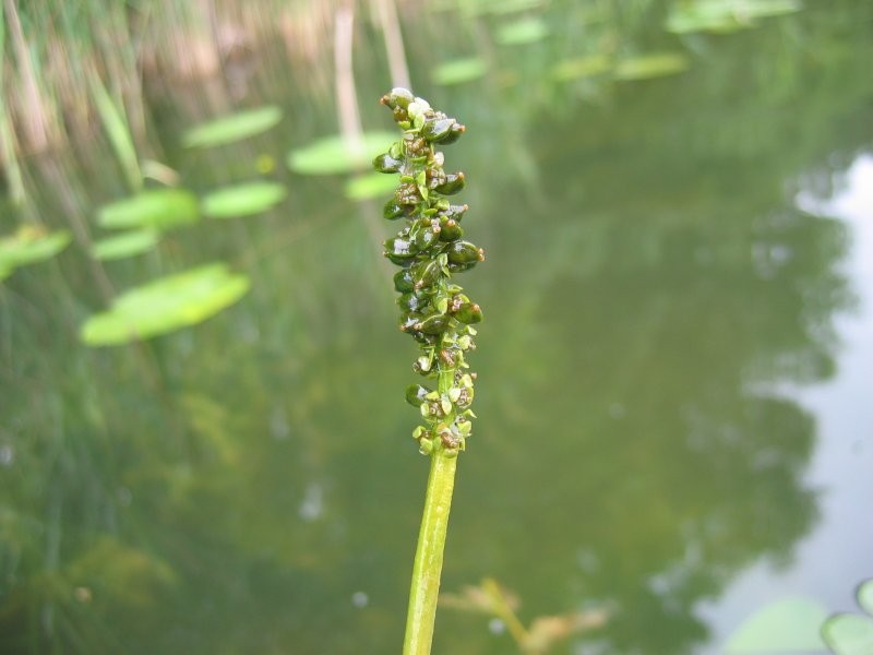Whitestem Pondweed photo 4