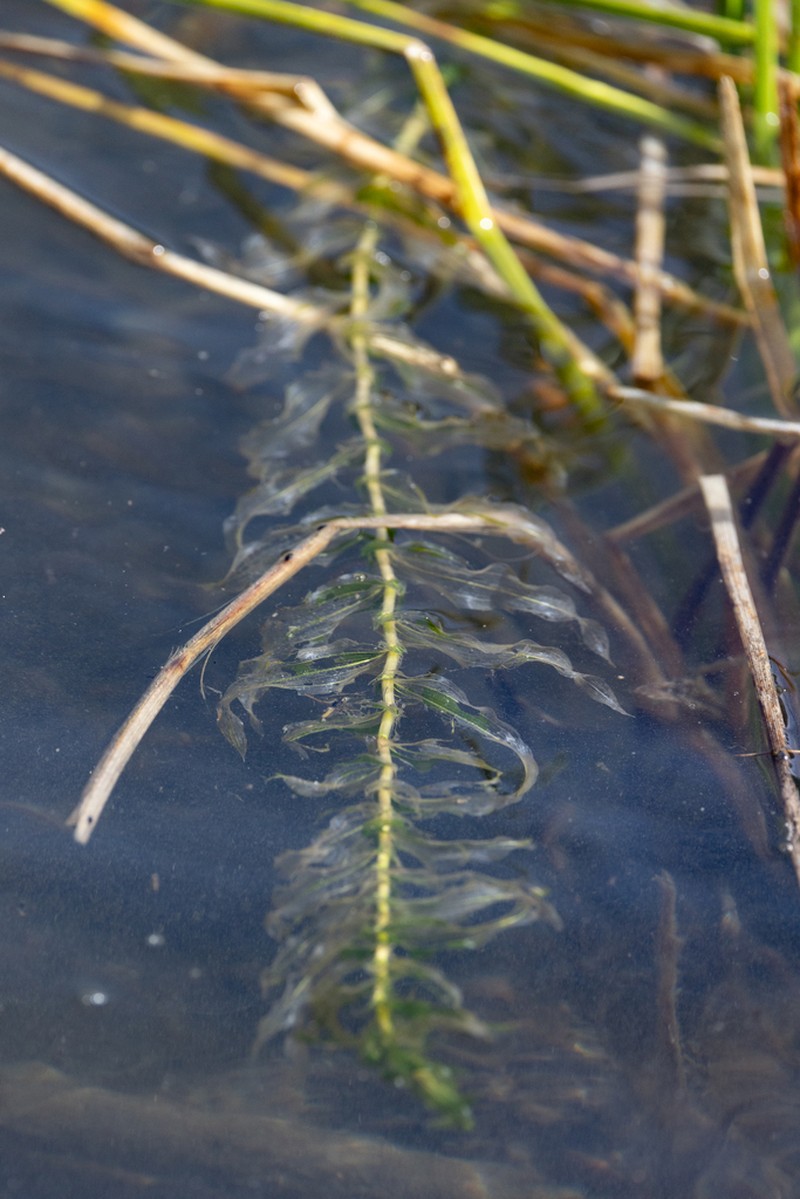 Whitestem Pondweed photo 4