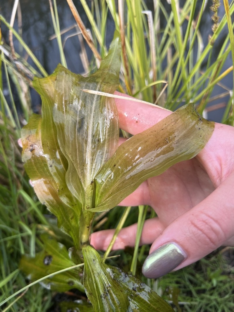 Whitestem Pondweed photo 5