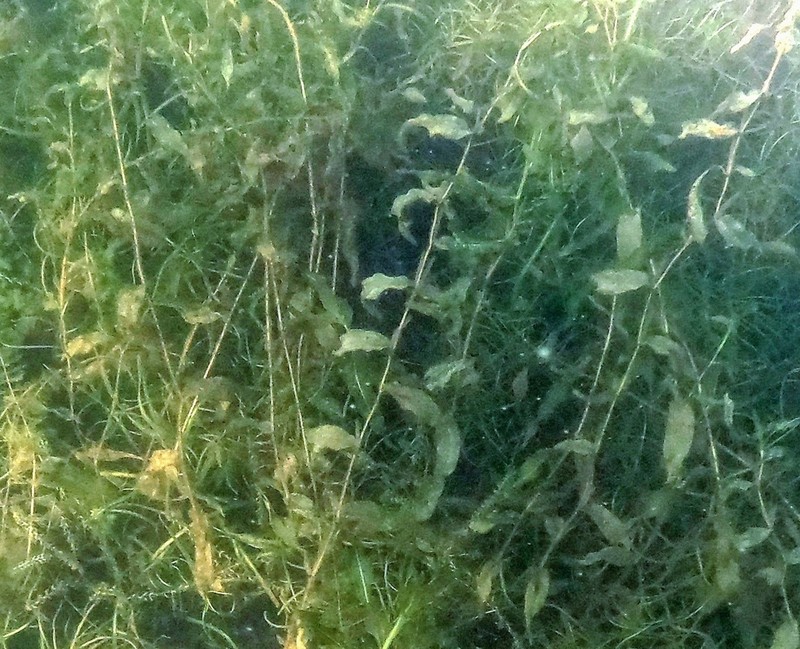 Whitestem Pondweed photo 6