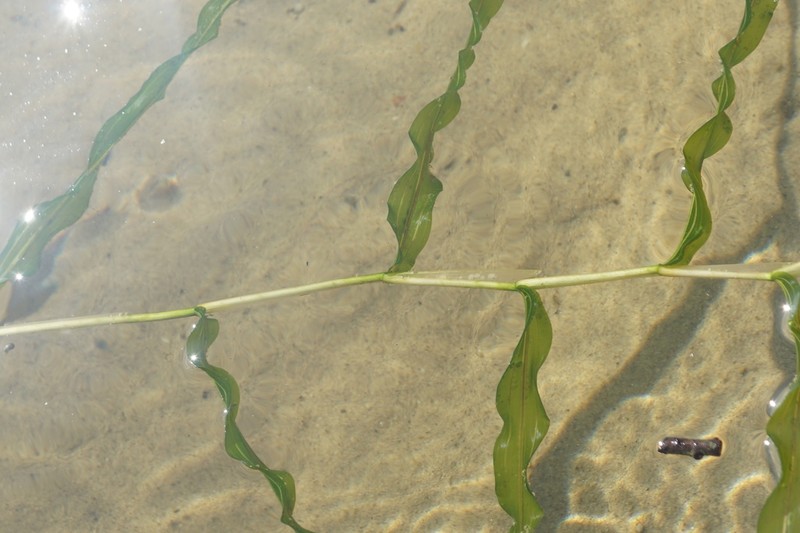 Whitestem Pondweed photo 7