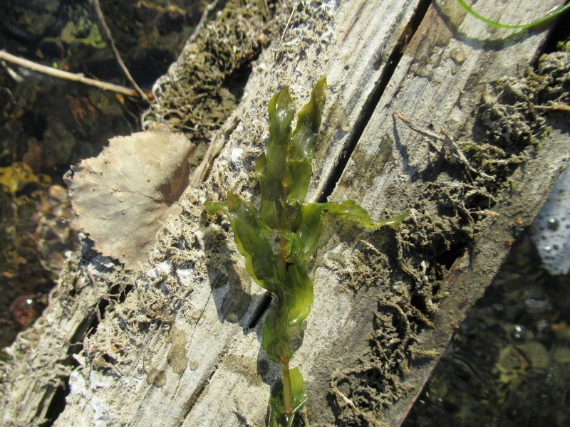 Whitestem Pondweed photo 8