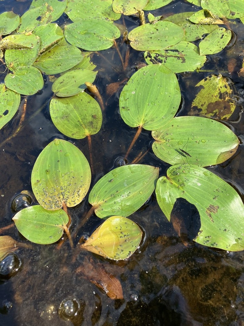 Spotted Pondweed