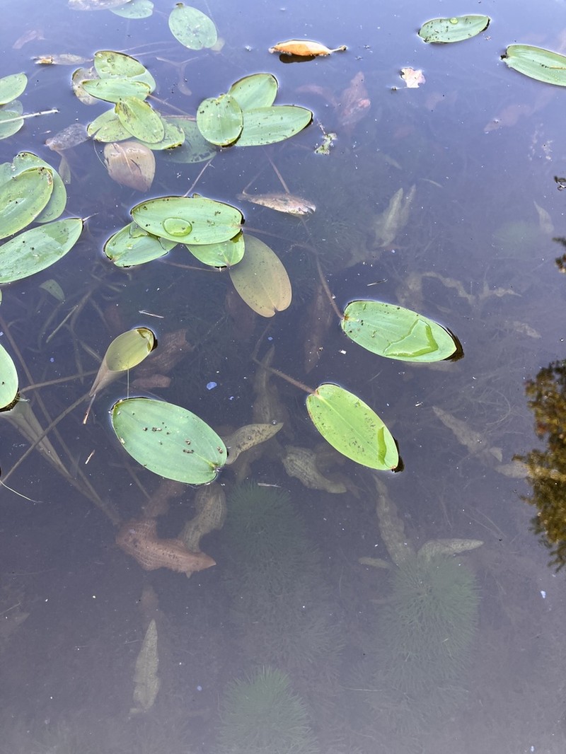 Spotted Pondweed photo 2