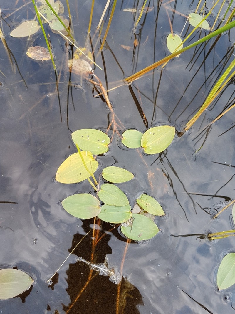 Spotted Pondweed photo 3