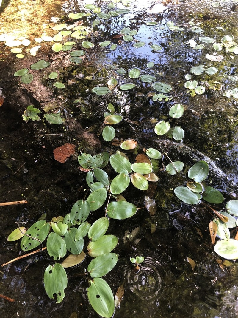 Spotted Pondweed photo 4