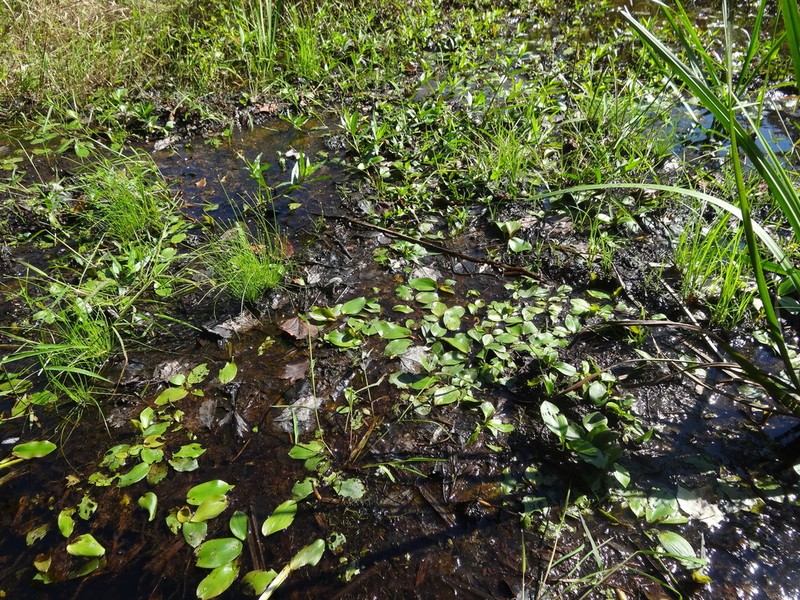 Spotted Pondweed photo 5
