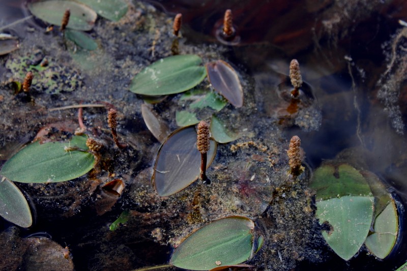 Spotted Pondweed photo 6