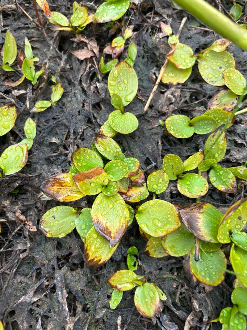 Spotted Pondweed photo 7