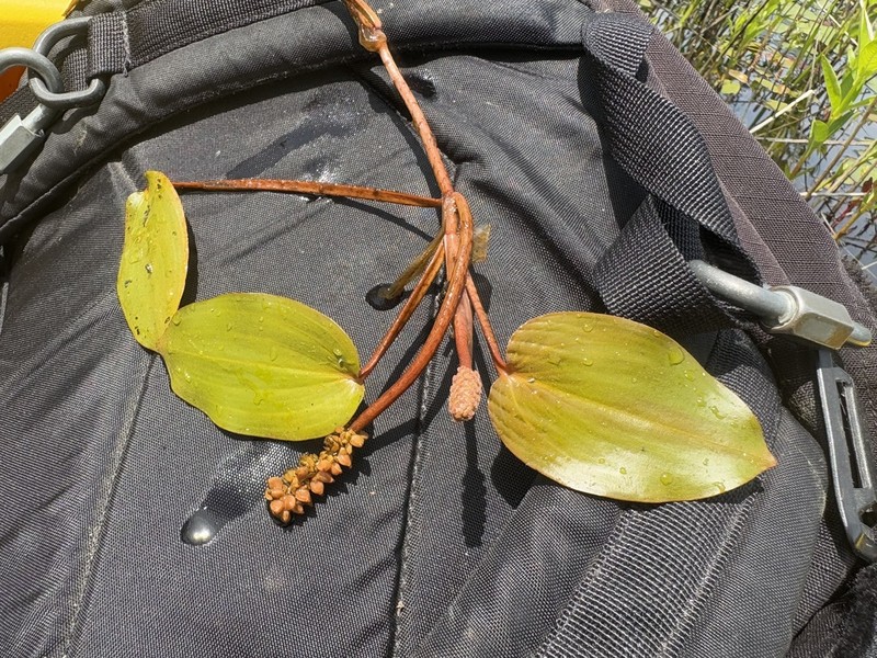 Spotted Pondweed photo 8