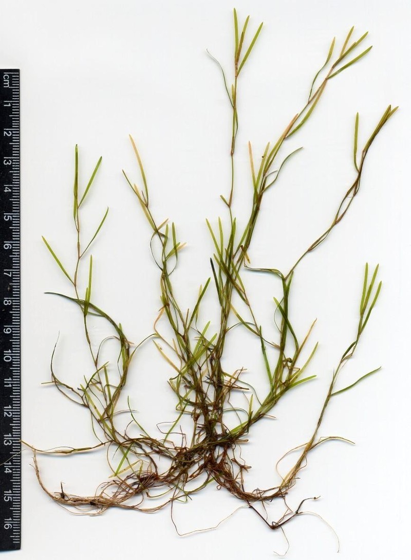 Potamogeton pusilliformis