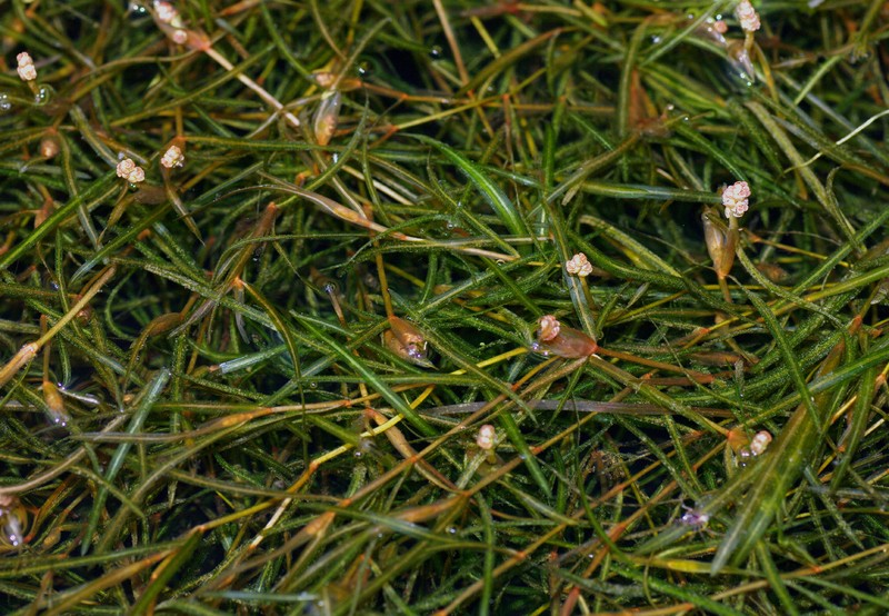 Potamogeton pusilliformis photo 2