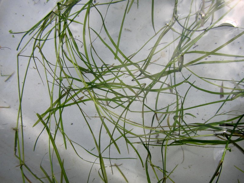 Potamogeton pusilliformis photo 3
